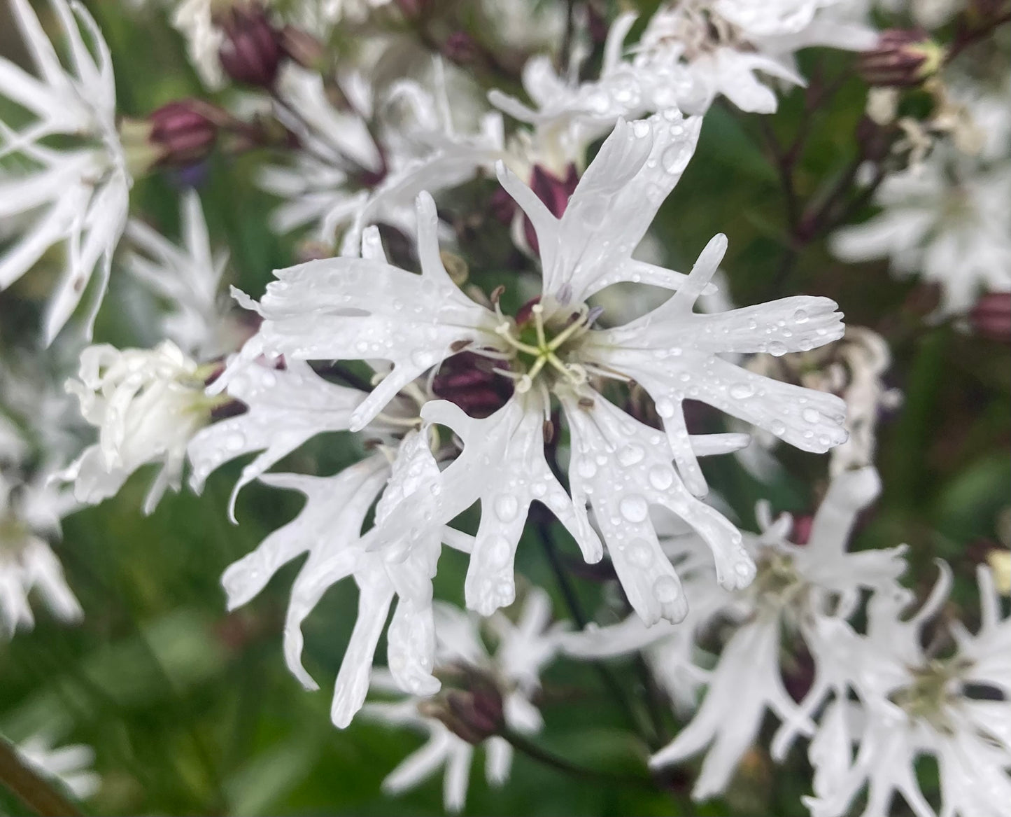 Lychnis flos-cuculi 'White Robin'
