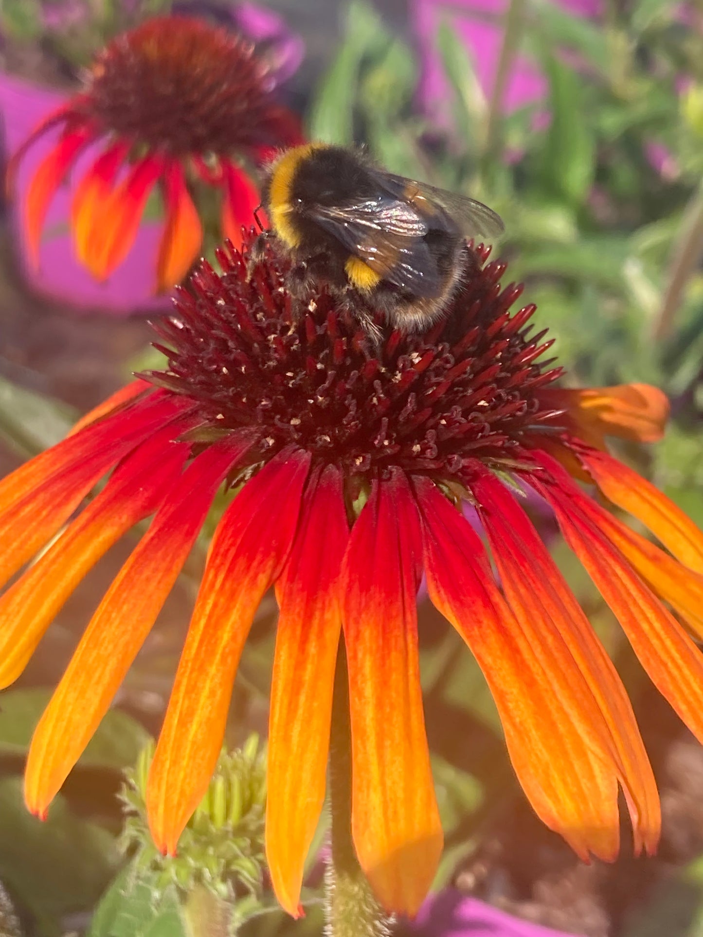 Echinacea ‘Tequila Sunrise’