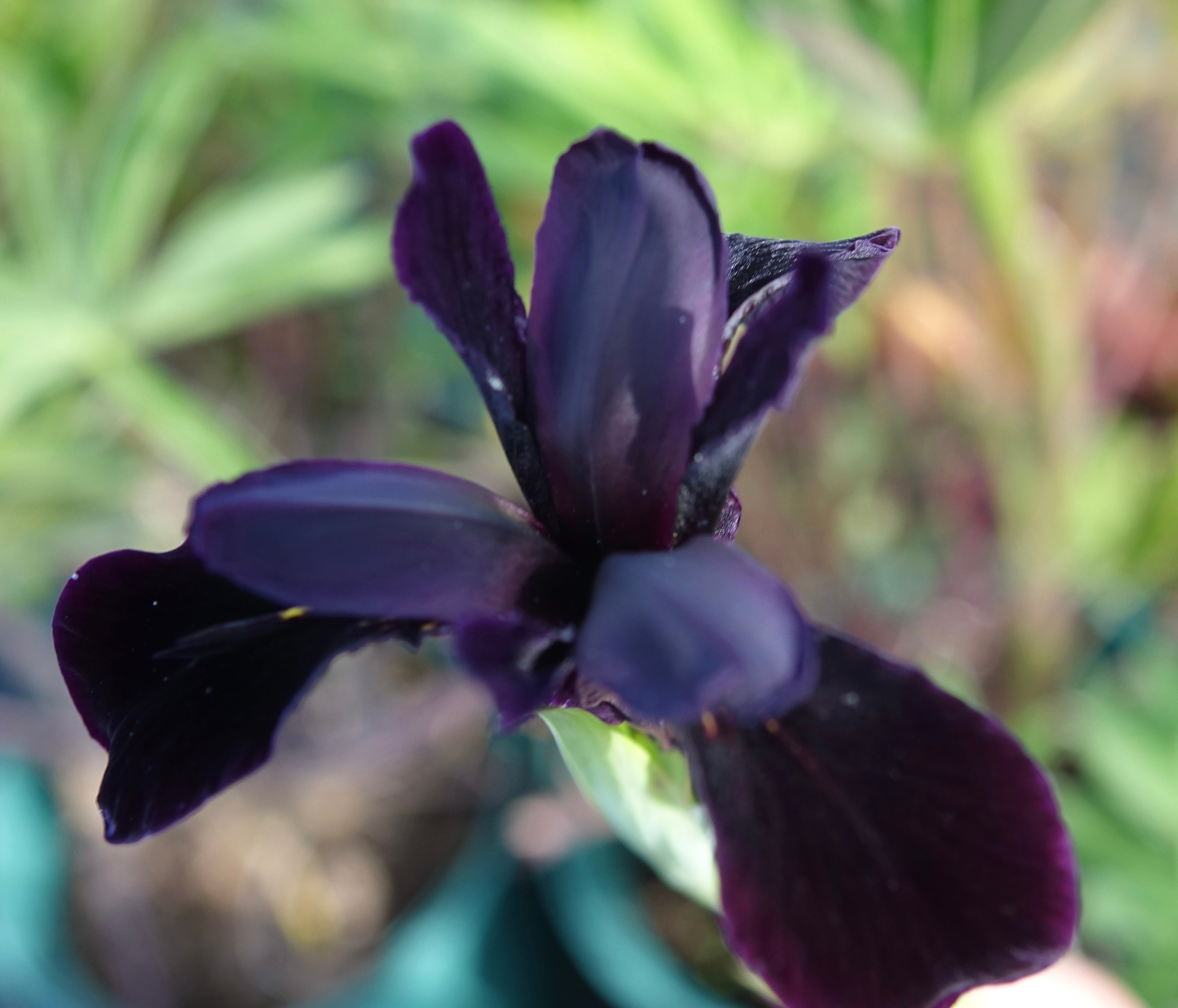 Iris Chrys Black Form Riverlane Nurseries iris-chrys-black-form-riverlane-nurseries