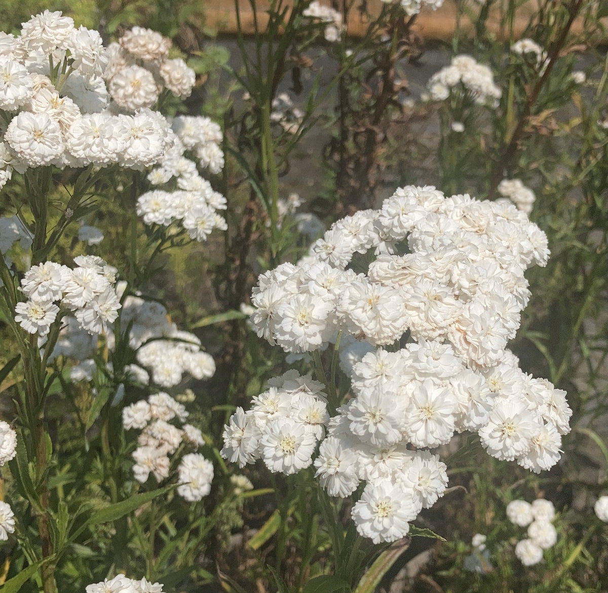 Achillea ‘The Pearl’