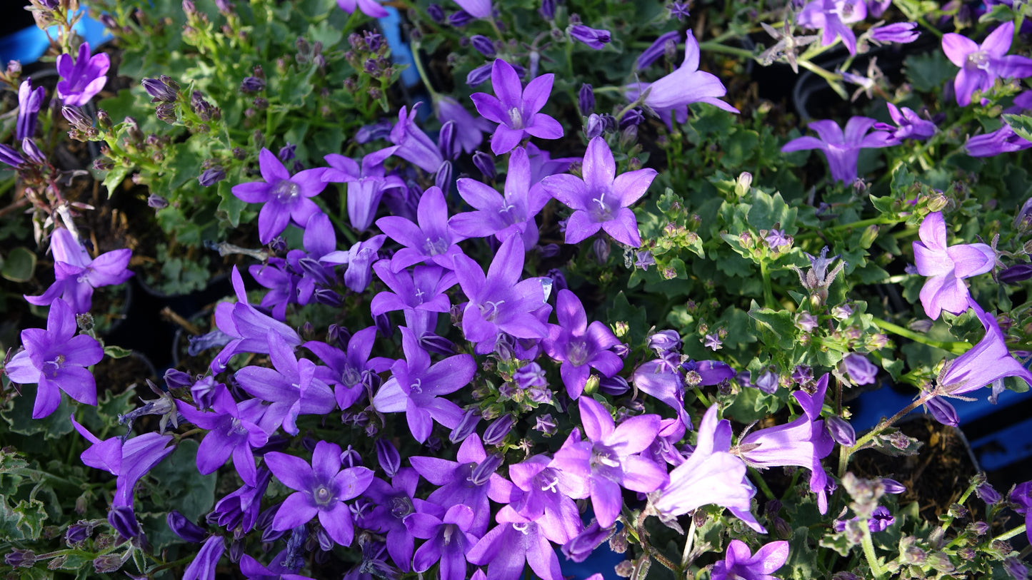 Campanula 'Portenschlagiana'