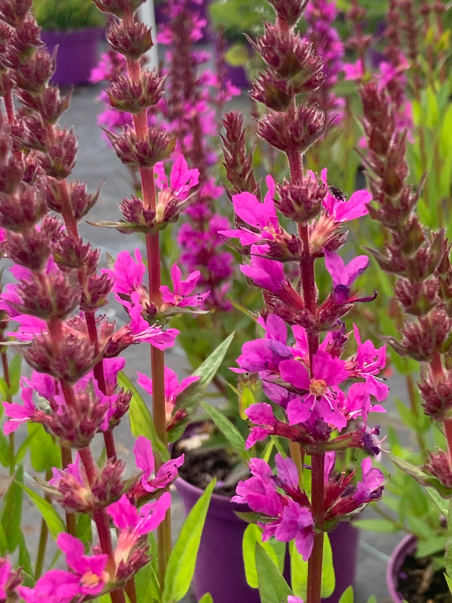 Lythrum sal. 'Robin'