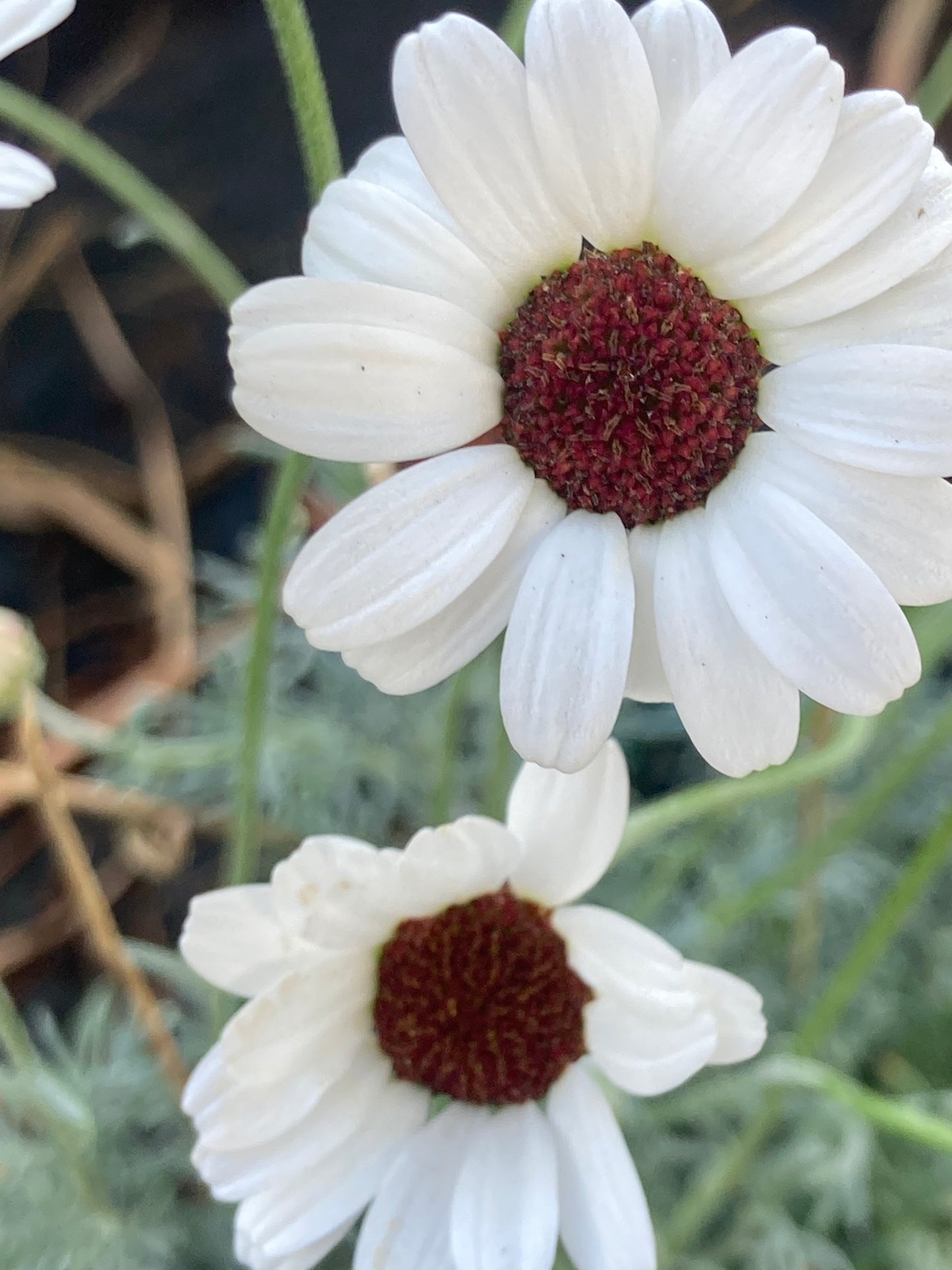 Rhodanthemum Casablanca