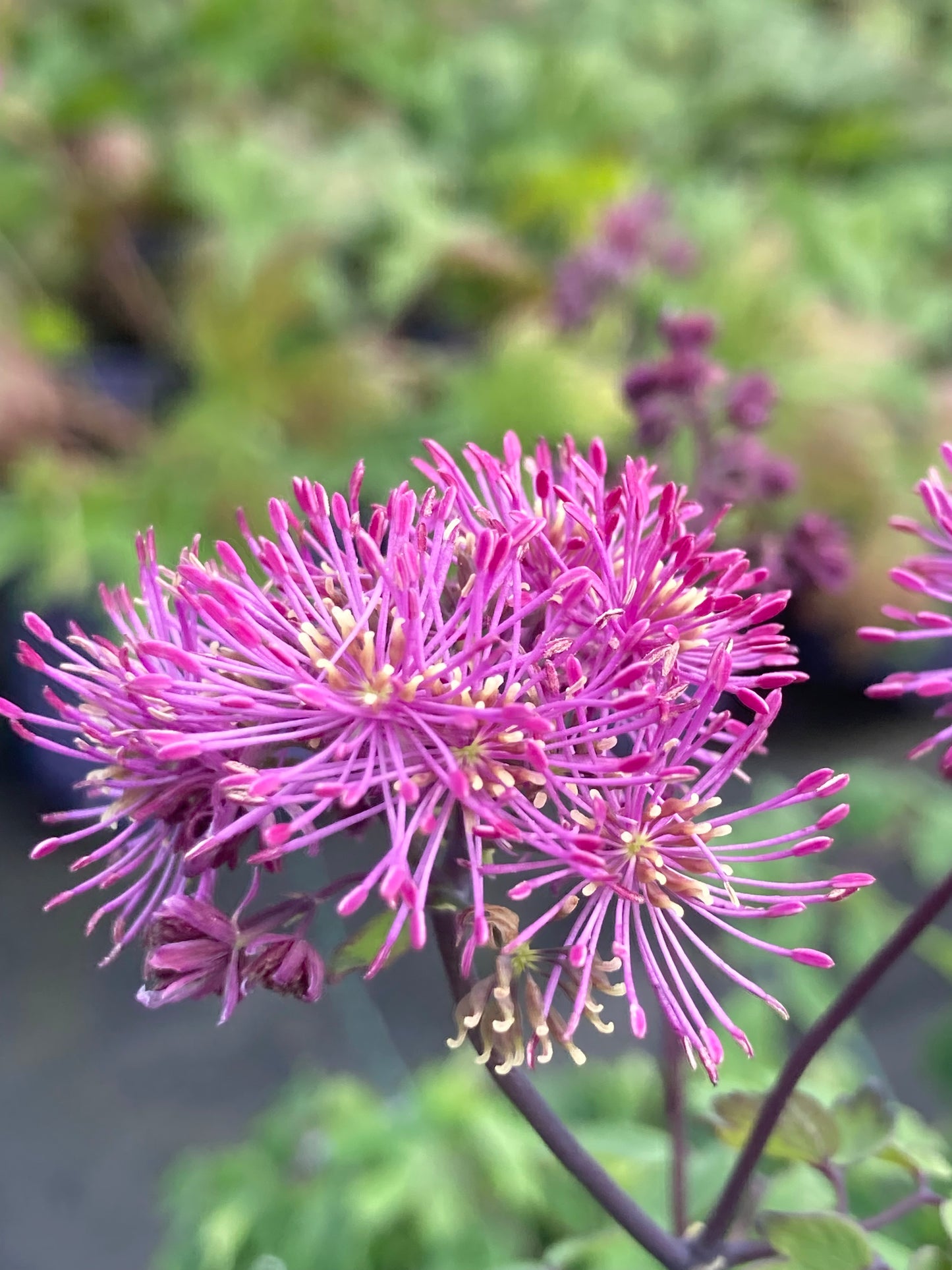 Thalictrum
'Little
Pinkie™