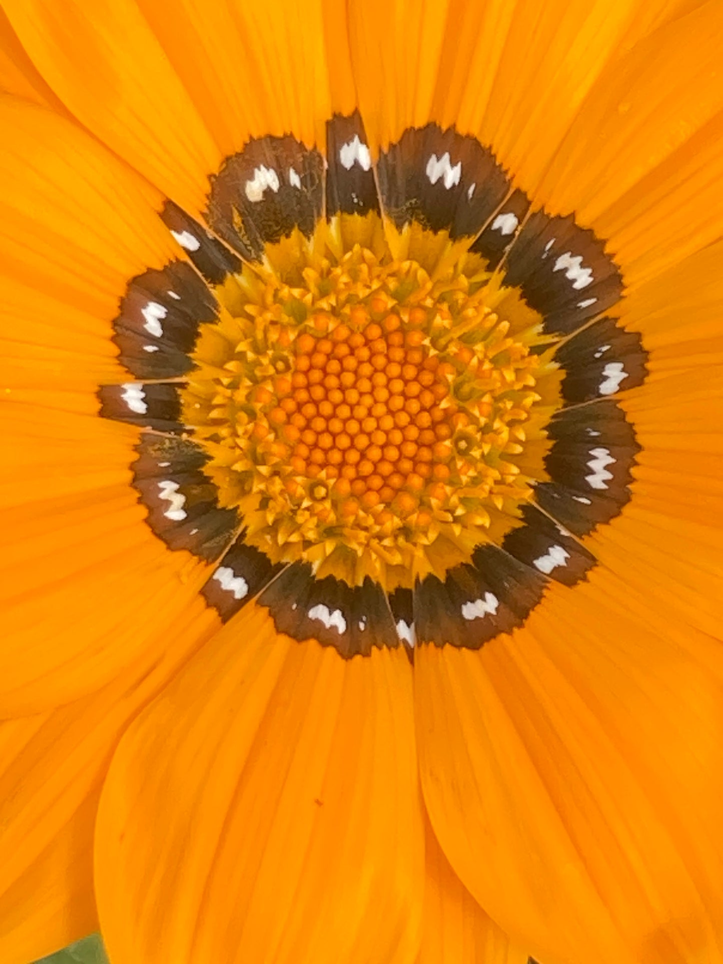 GAZANIA RIGENS (SPLENDENS)