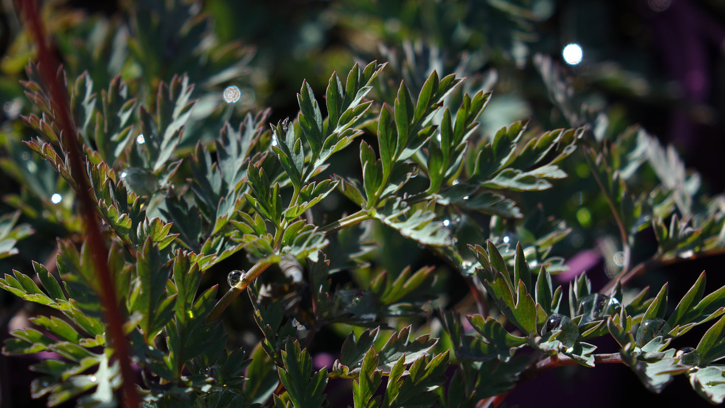Dicentra 'Stuart Boothman’
