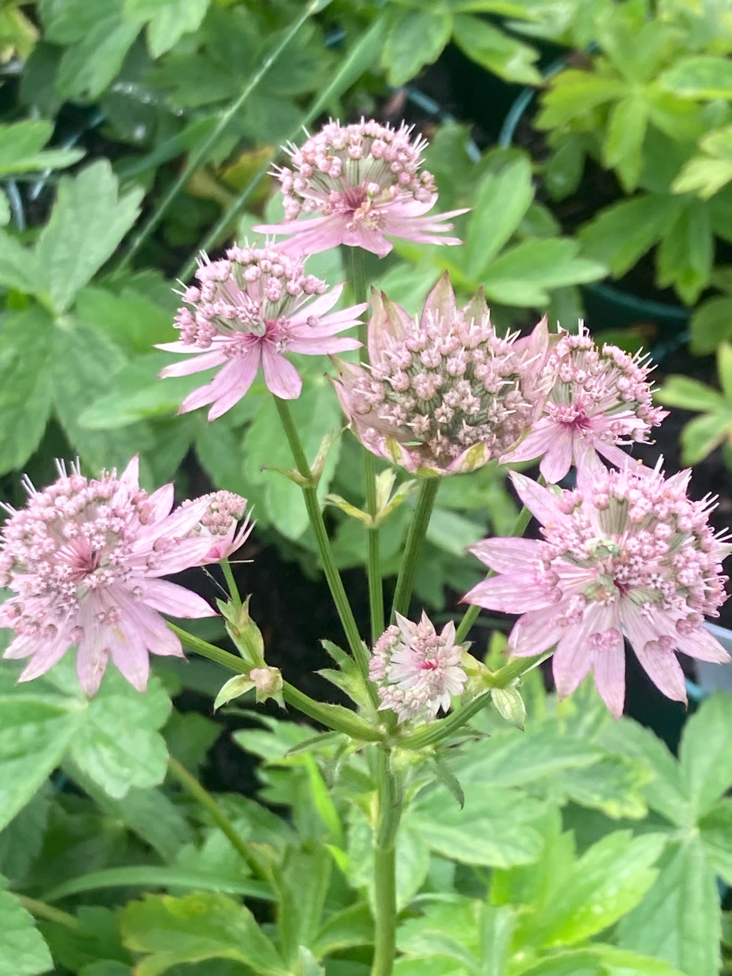 Astrantia major ‘Florence’