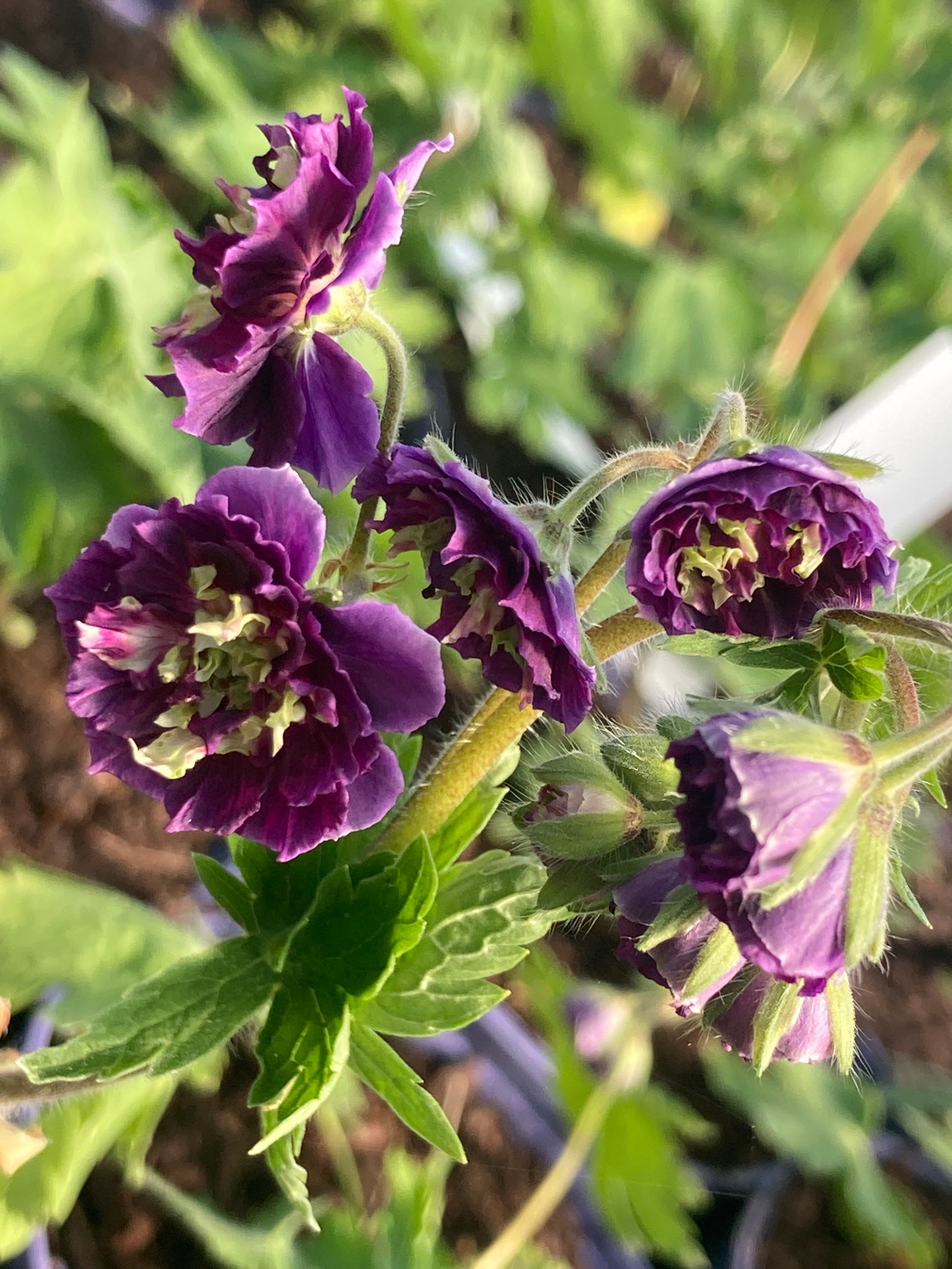 Geranium phaeum 'Joseph Green'