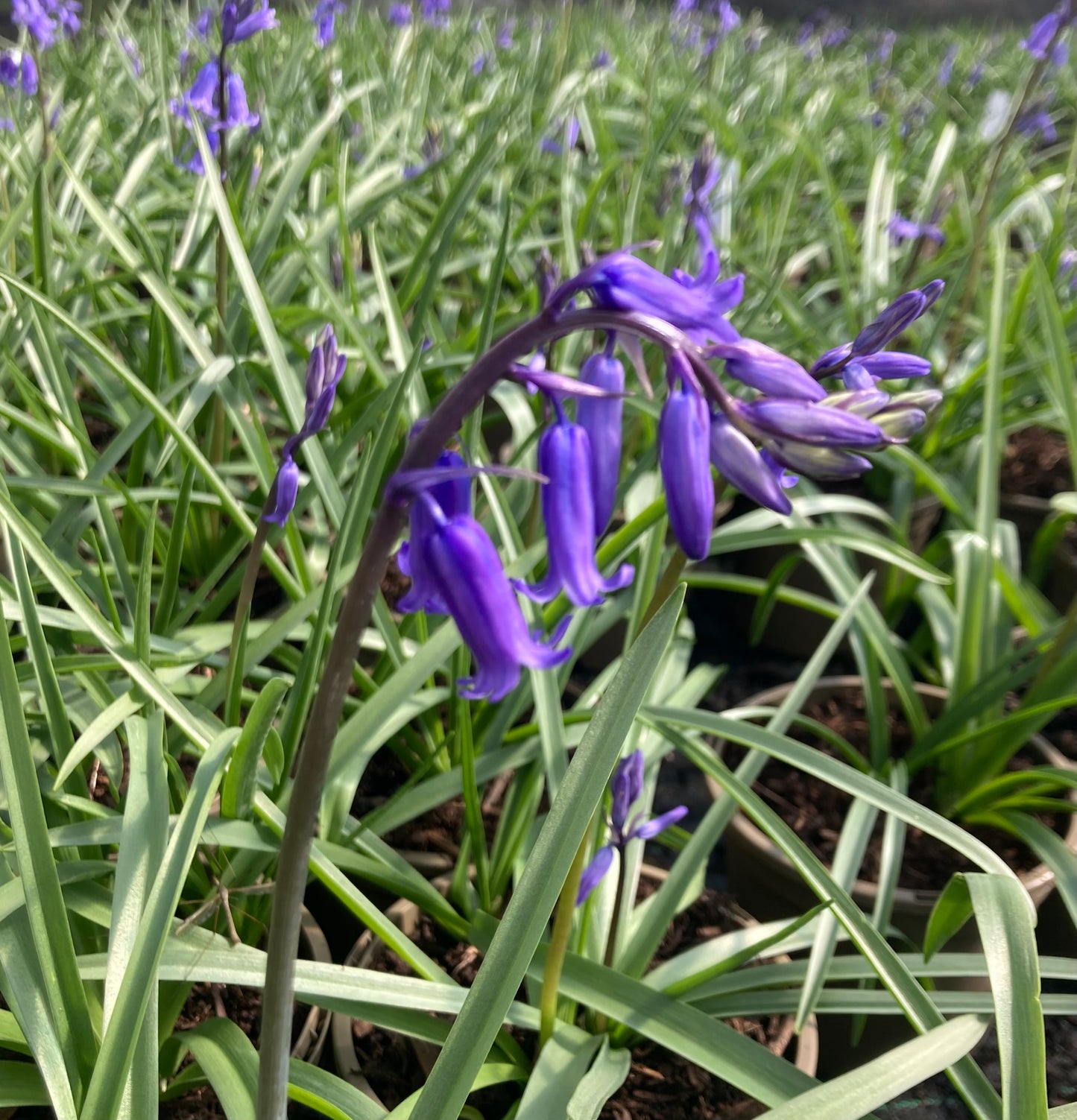 Bluebells