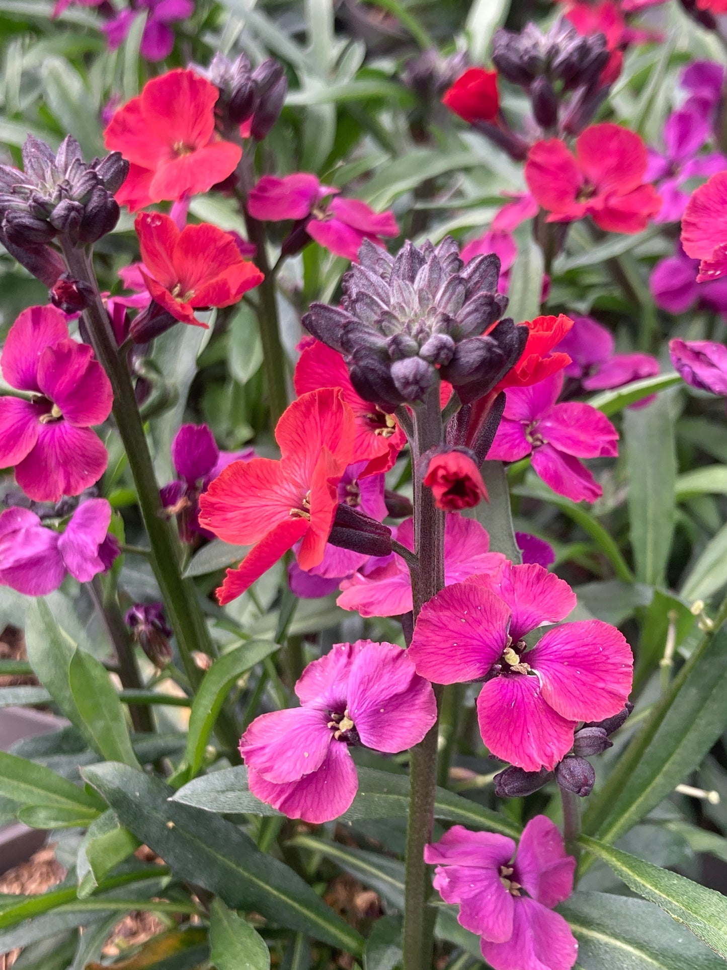 Erysimum ‘Red Jep’