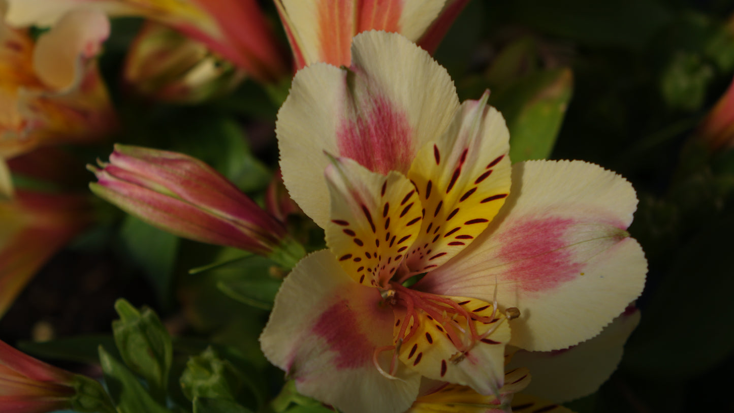 Alstroemeria
LITTLE MISS CHRISTINA