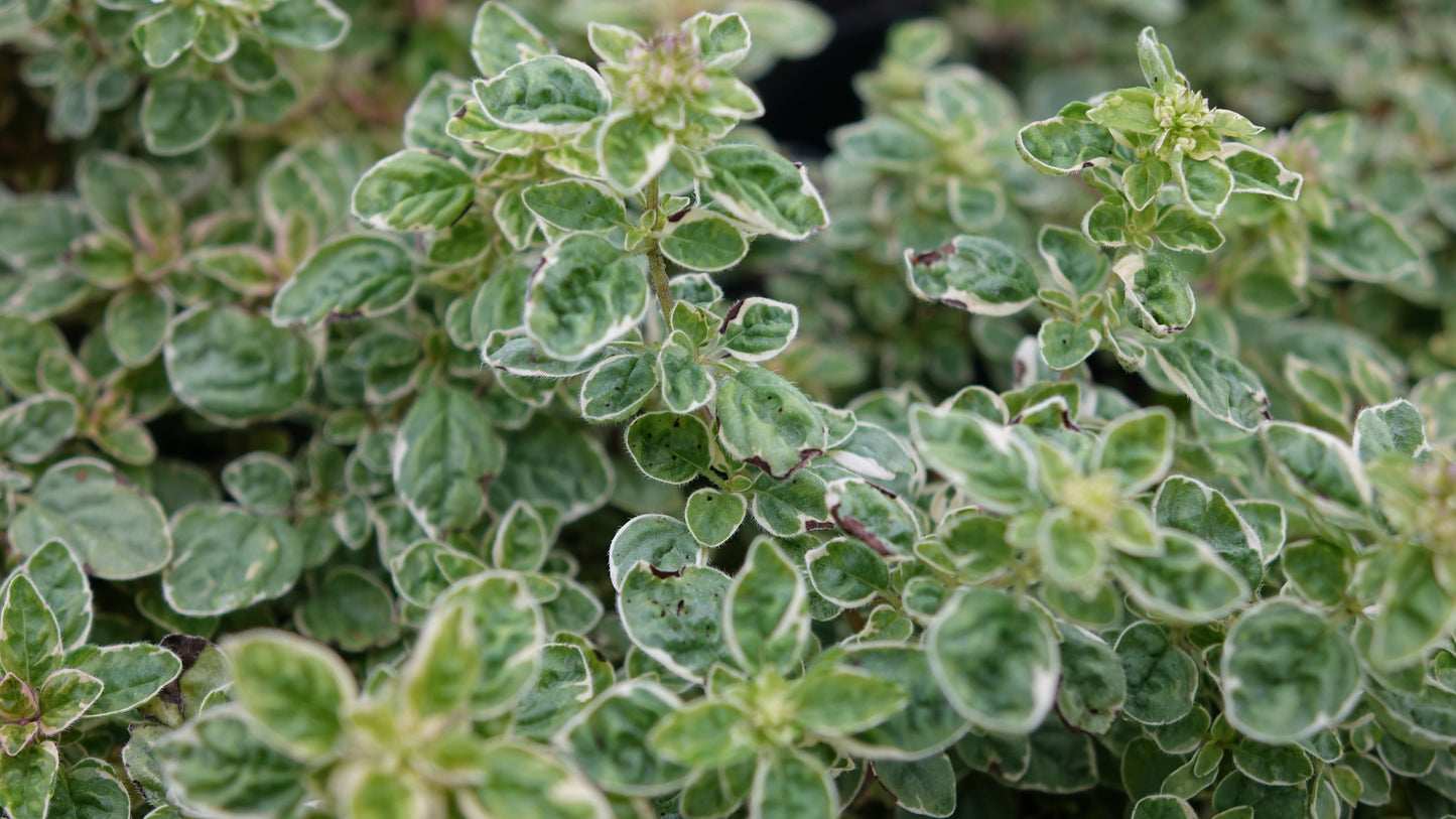 Mint Applemint Variegated