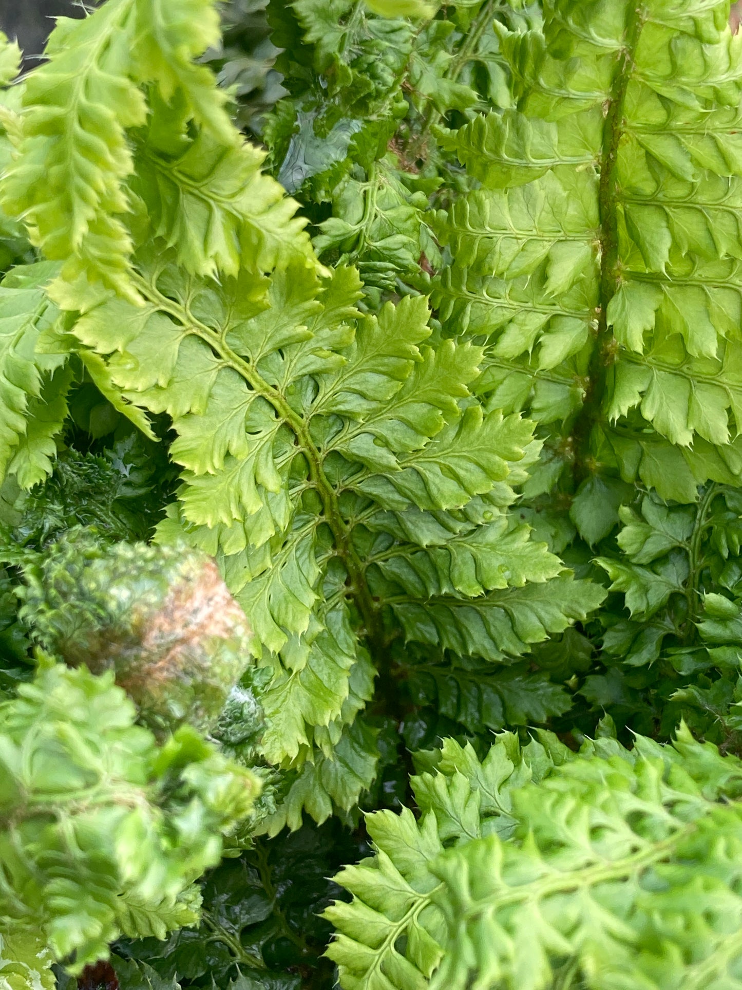 Polystichum set. 'Congestum'