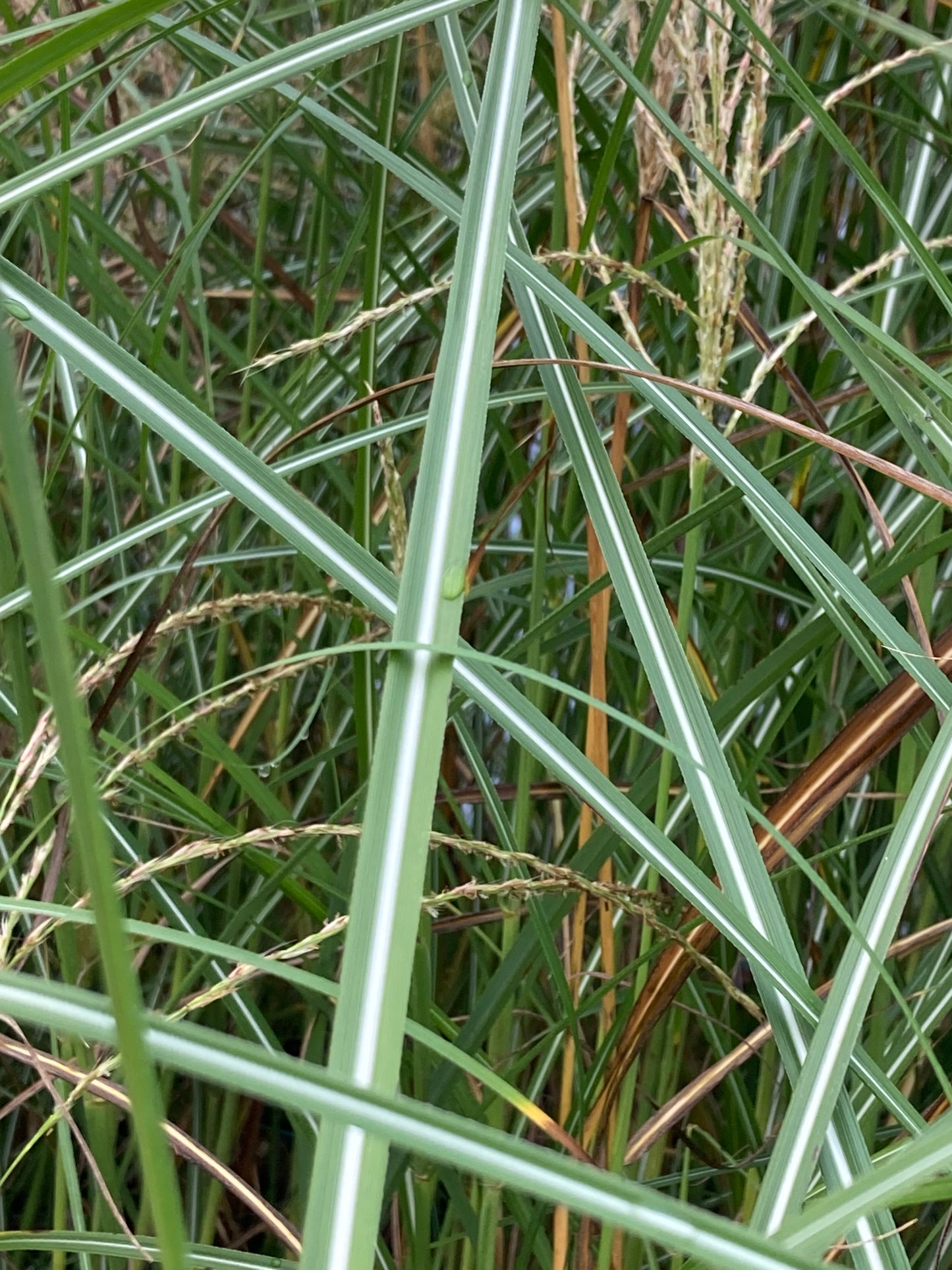 Miscanthus sin.'Silberfeder'