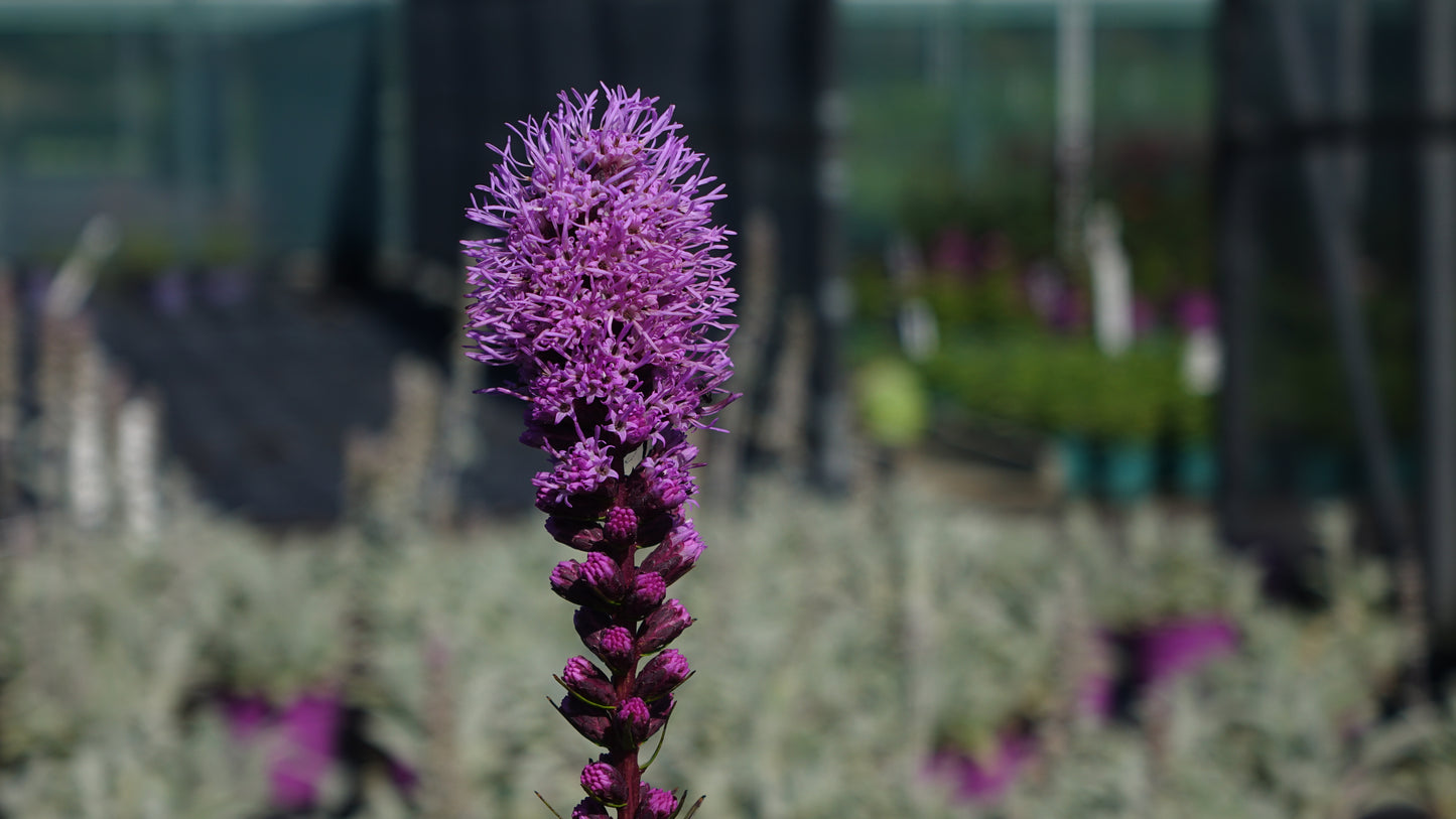 LIATRIS SP.
'KOBOLD'