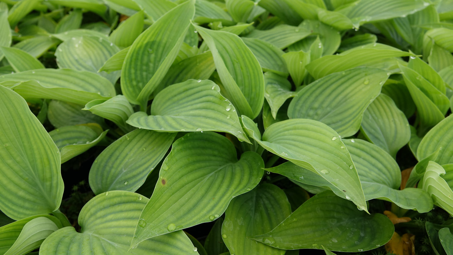 Hosta ‘Empress Wu’