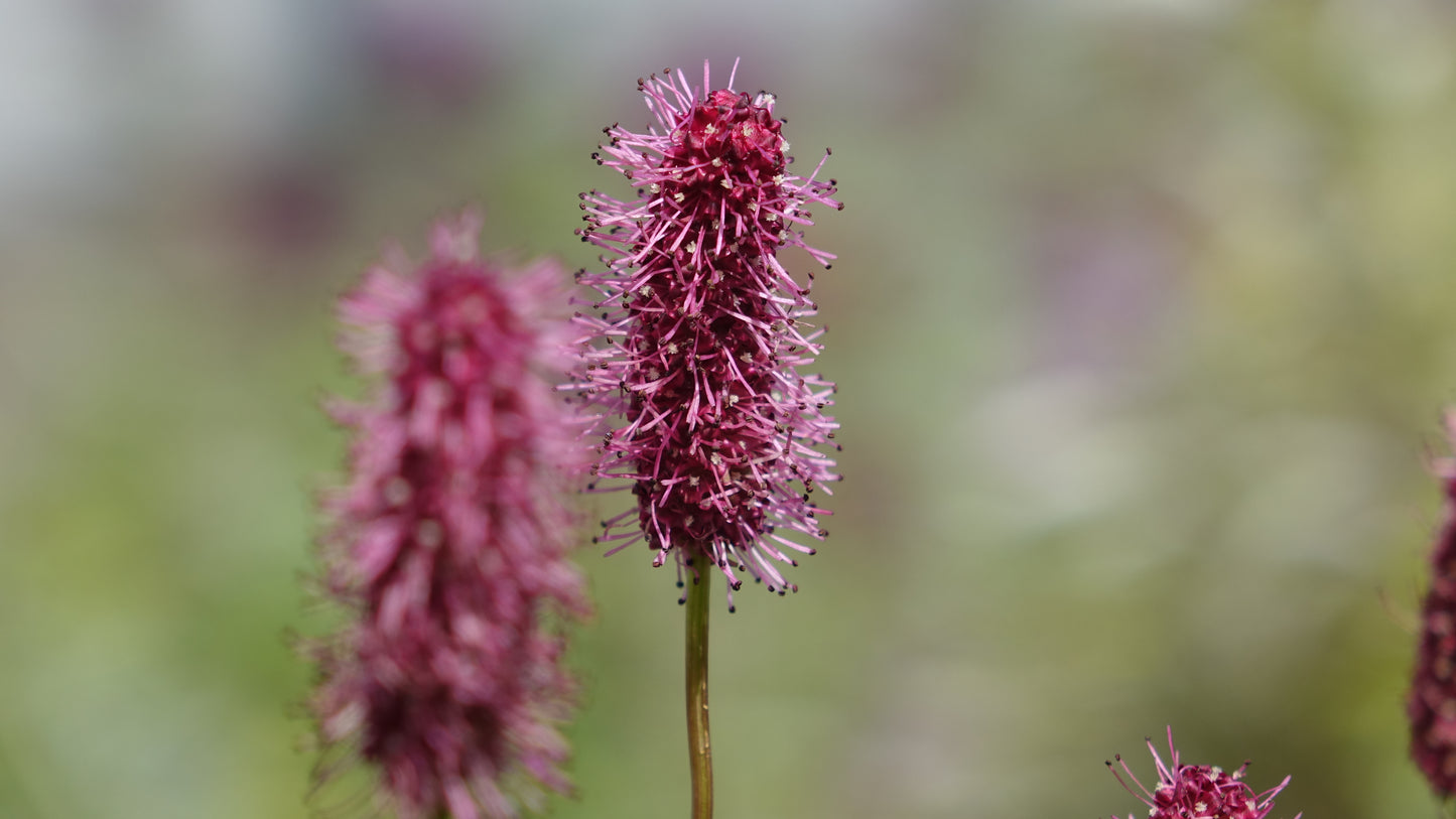 Sanguisotba
menziosii