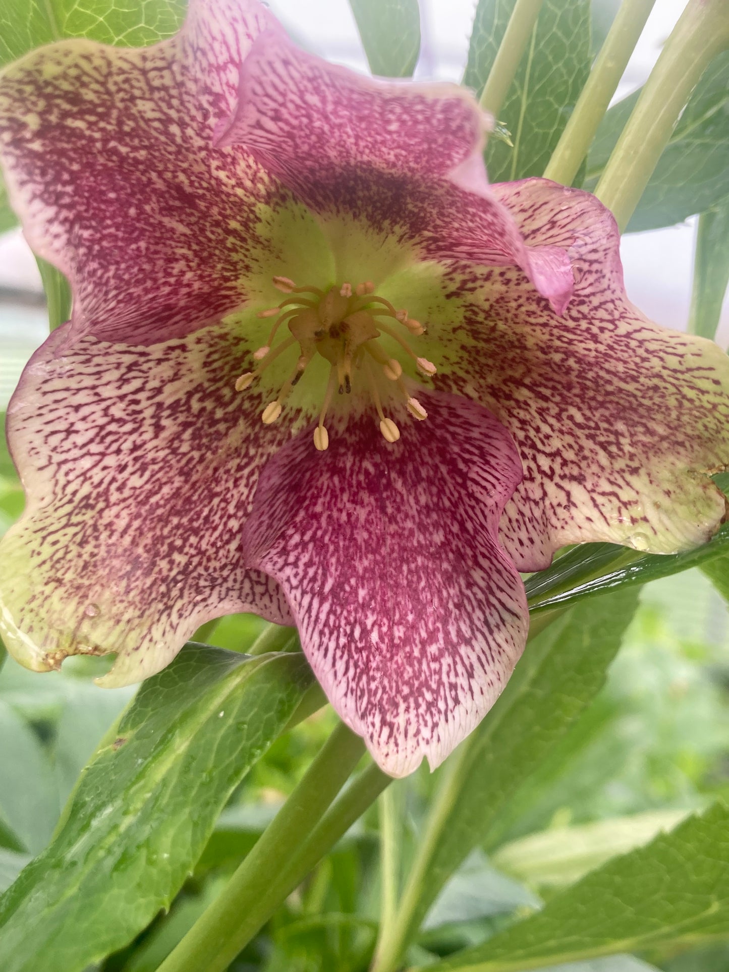 Helleborus ViV 'Eloisa'