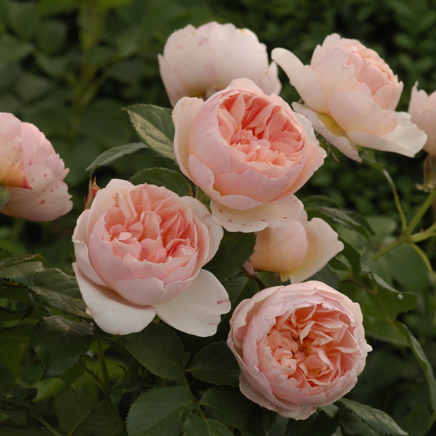 Rosa 'The Shepherdess' (Austwist) David Austin Rose