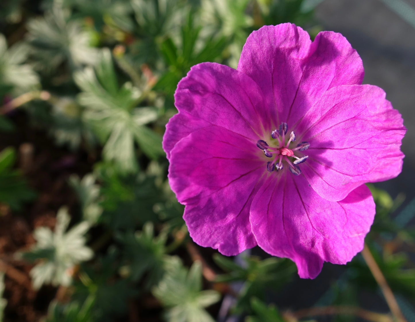 GERANIUM sanguineum ‘Max Frei’