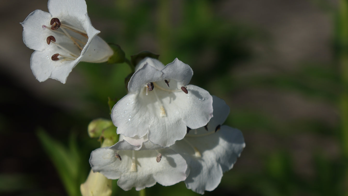 Penstemon ’White Bedder’