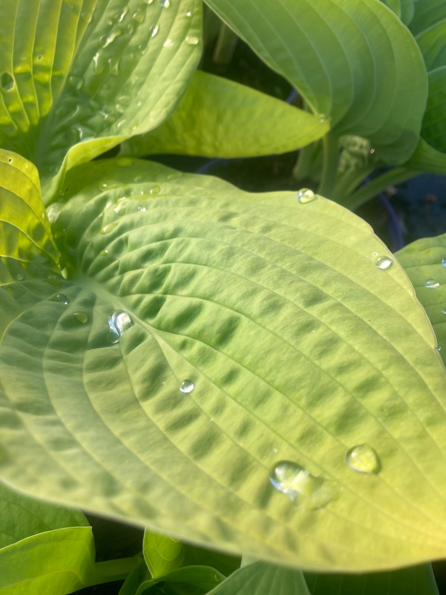 Hosta 'Golden Waffles'