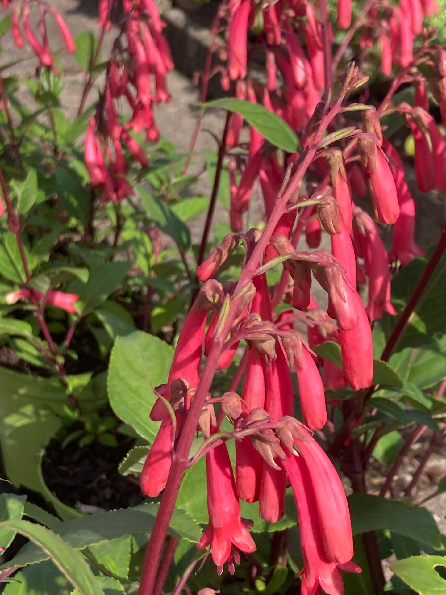 Phygelius Croftway Coral Princess ®