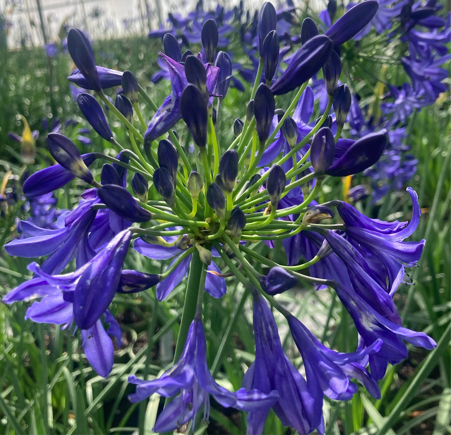 Agapanthus 'Northern Star'®