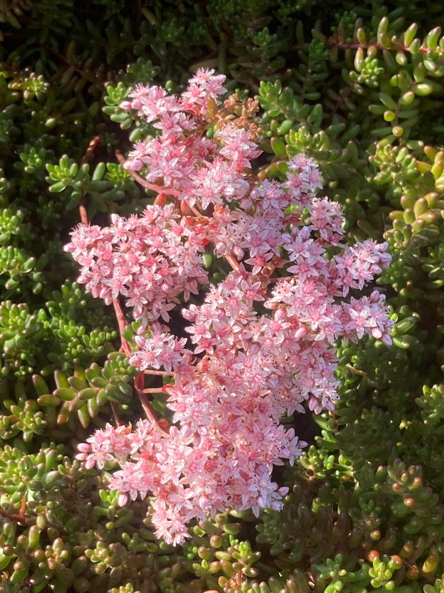 SEDUM ALBUM T.'MURALE'