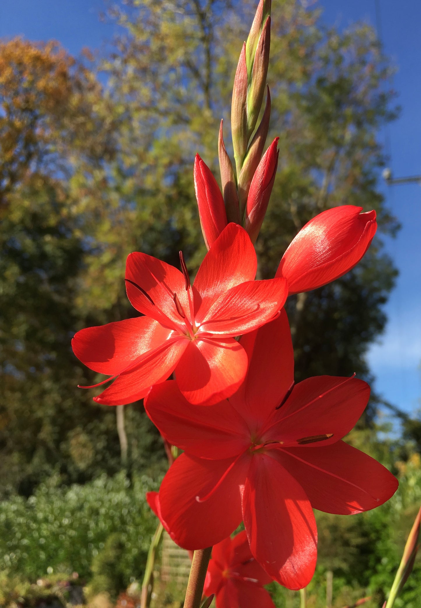 Schizostylis coccinea ‘Major’