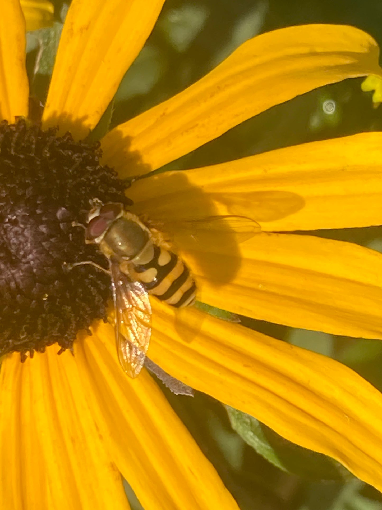 Rudbeckia f. v. sul.'Goldsturm