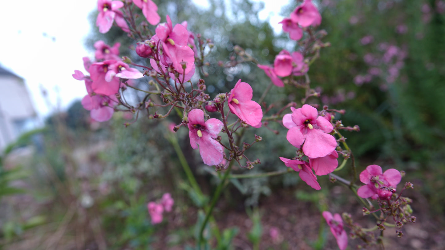 Diascia personata