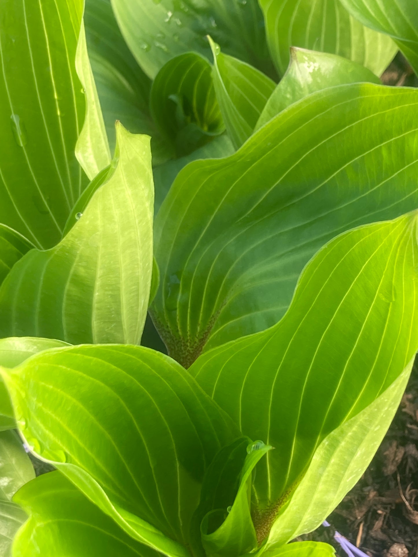 Hosta 'Purple Heart'