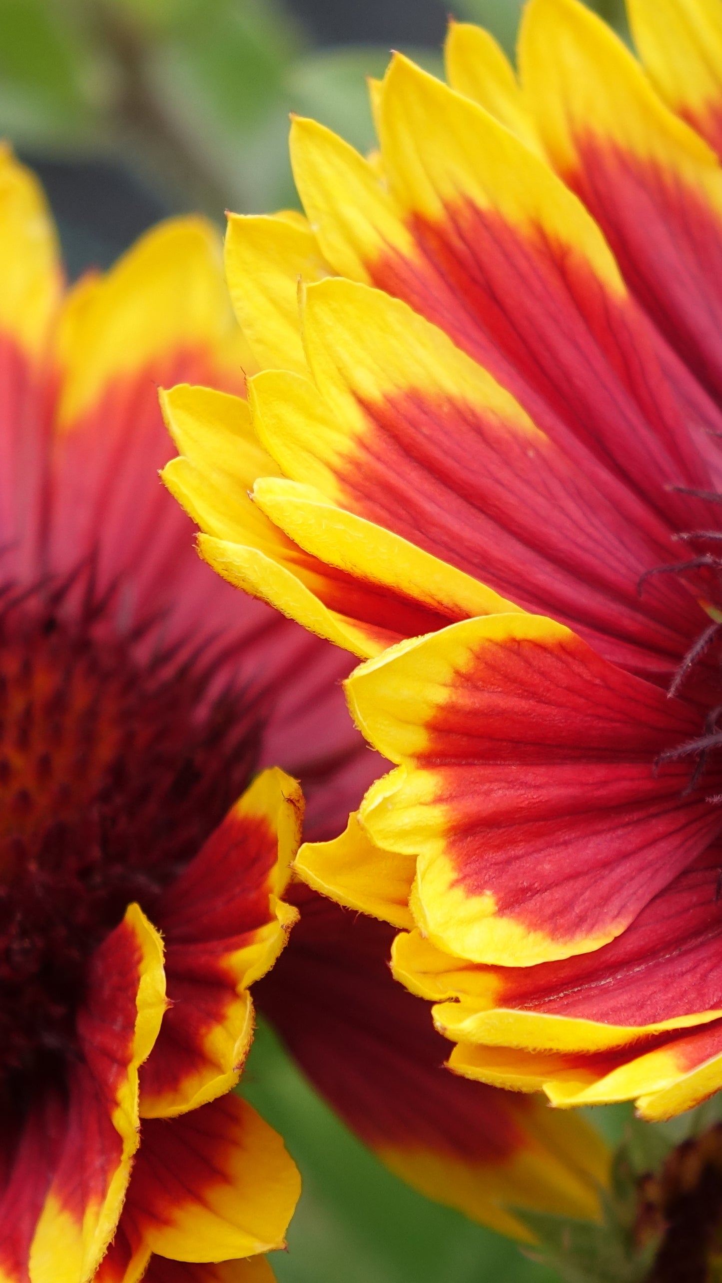 Gaillardia ‘Kobold’