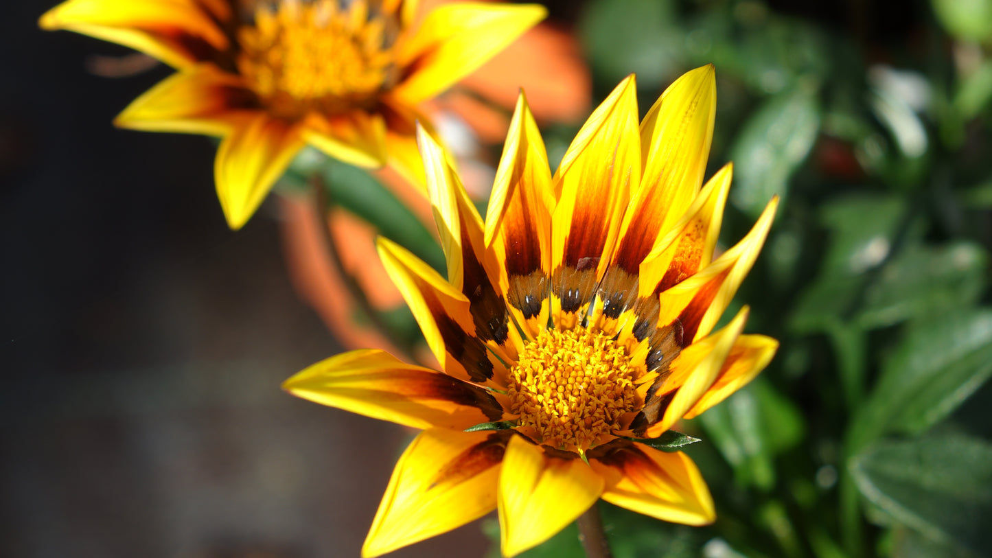 GAZANIA
'MAGIC'