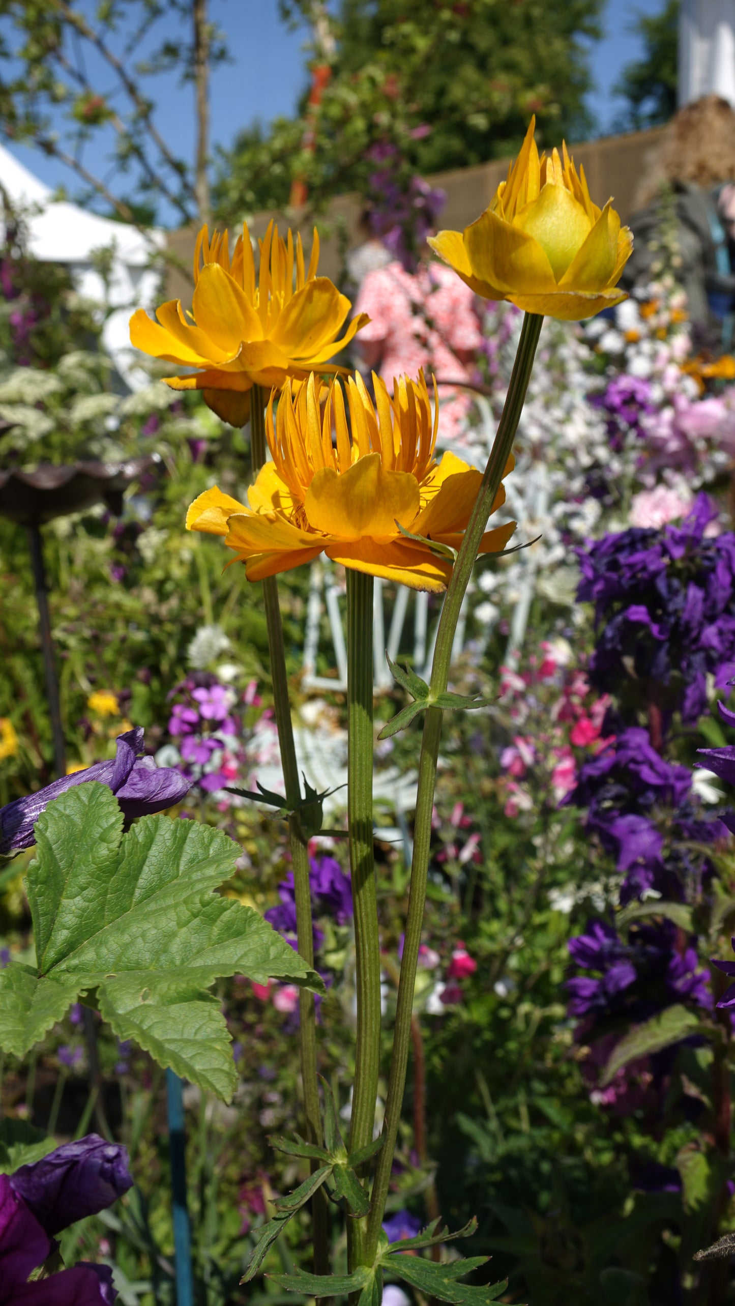 Trollius 'Golden Queen'
