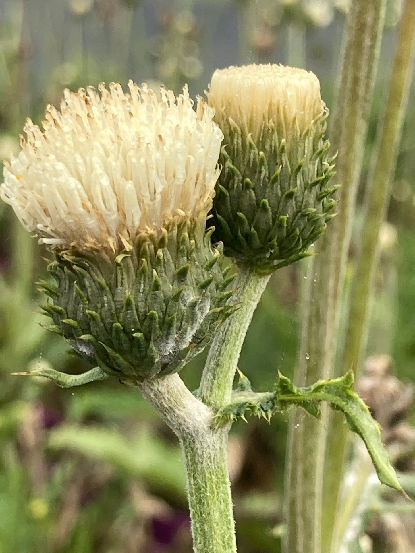 CIRSIUM RIV.
'FROSTED MAGIC' ®