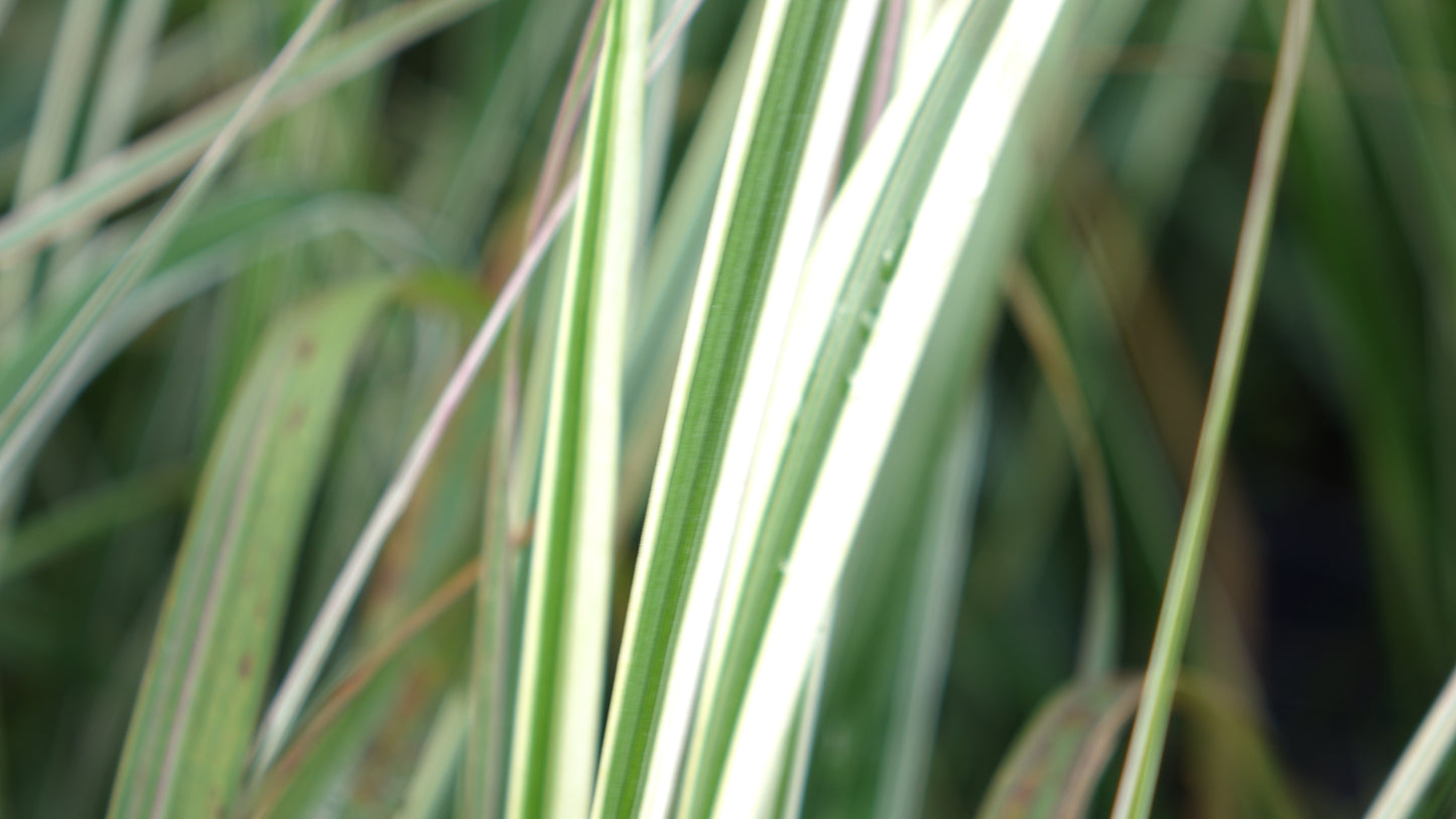 Calamagrostis x acu. 'Overdam'