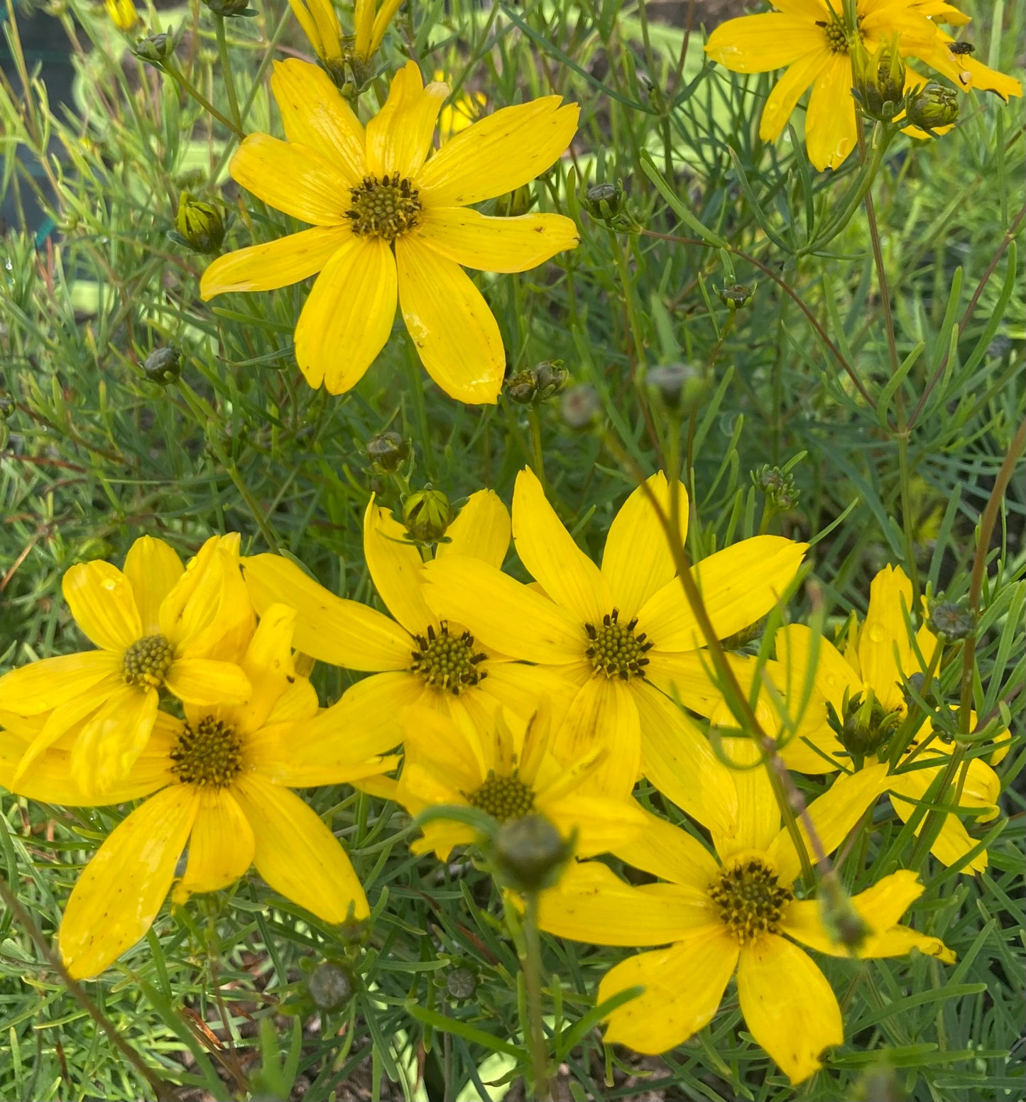 Coreopsis vert.
'Zagreb'
