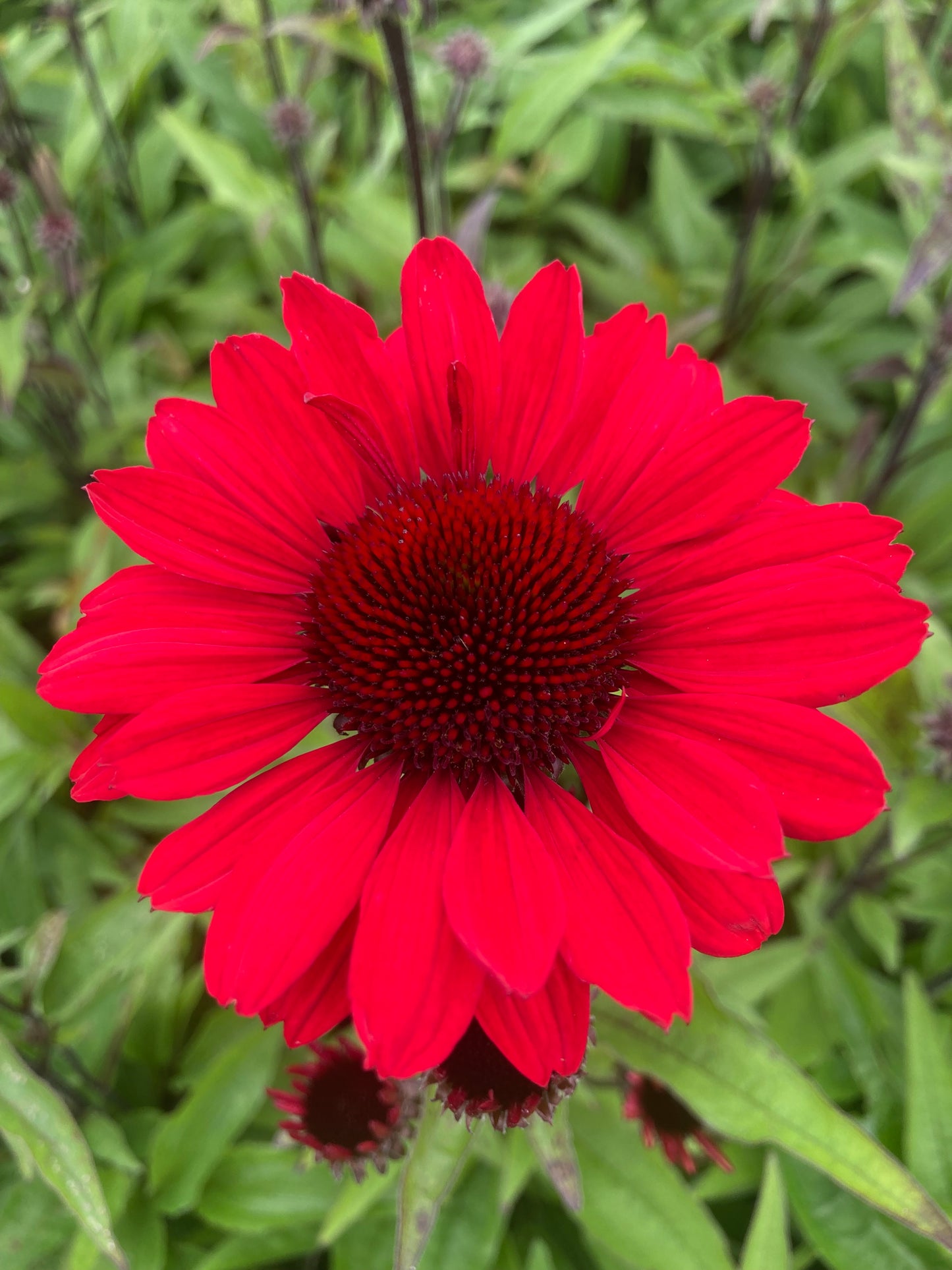 Echinacea ‘Sun Seekers Red’