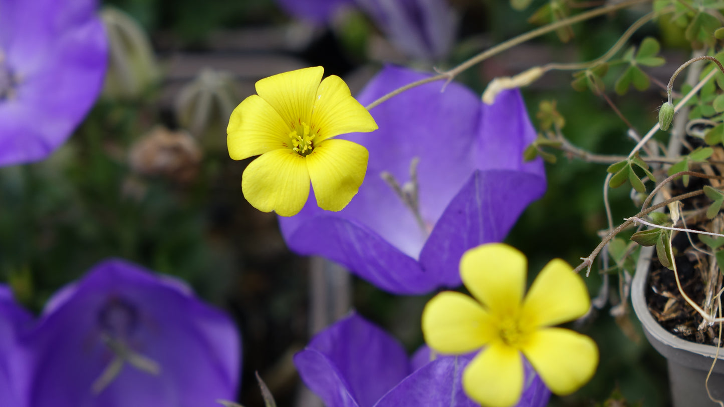 Oxalis chrysantha