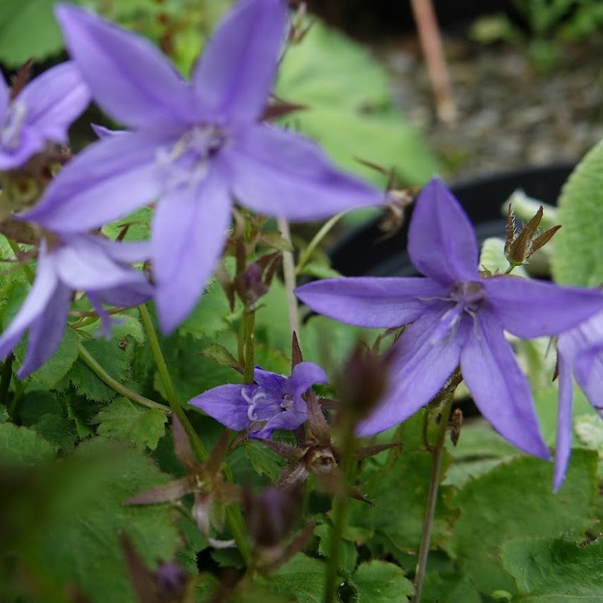 Campanula poscharskyana
