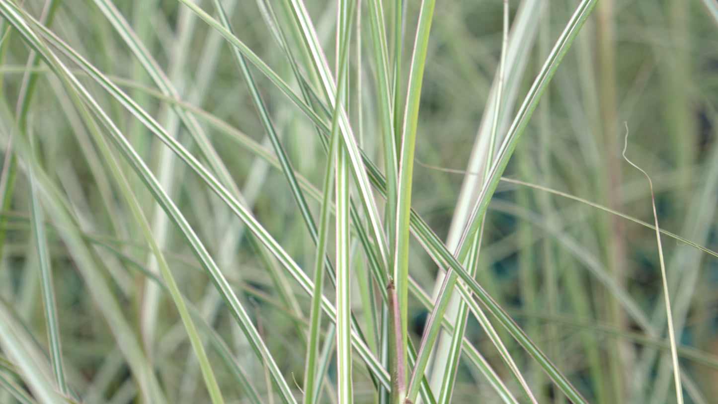 MISCANTHUS 'MORNING LIGHT'