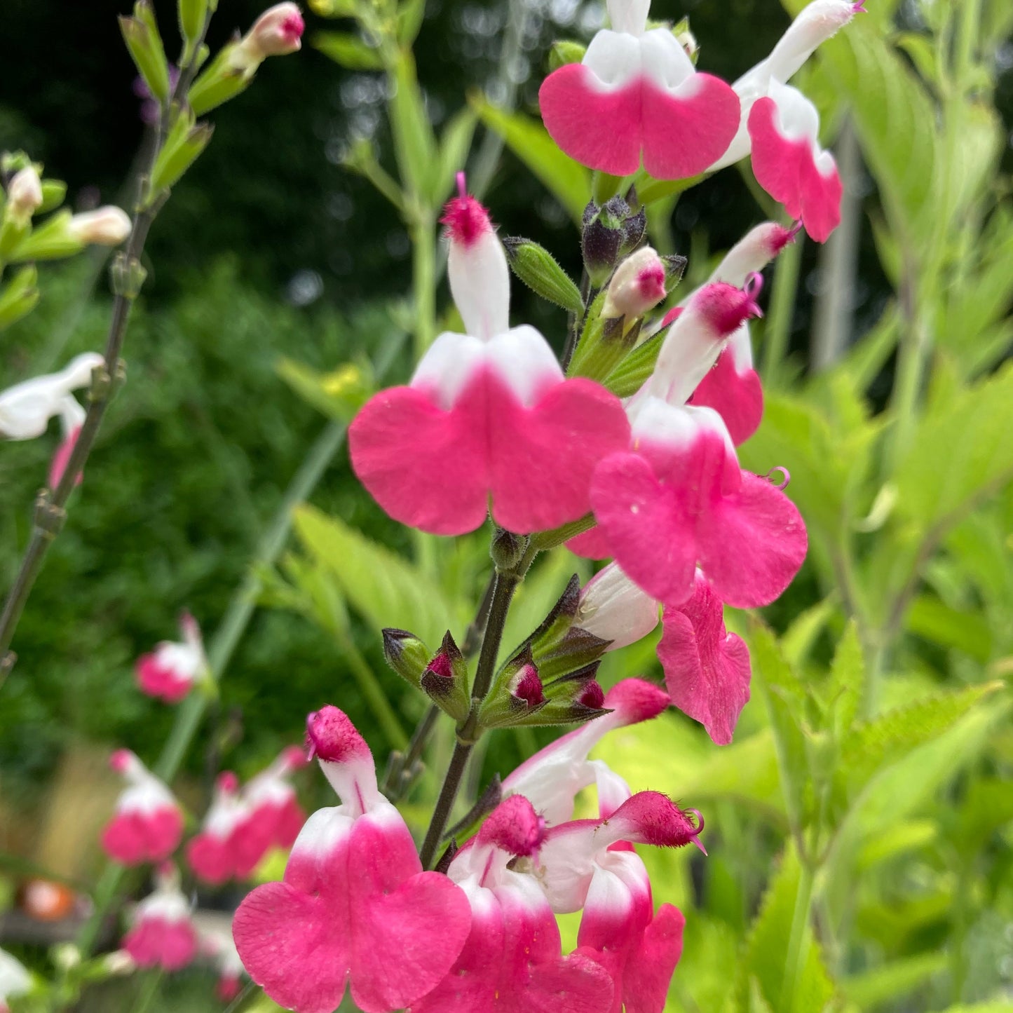 Salvia microphylla ‘Pink Lips’