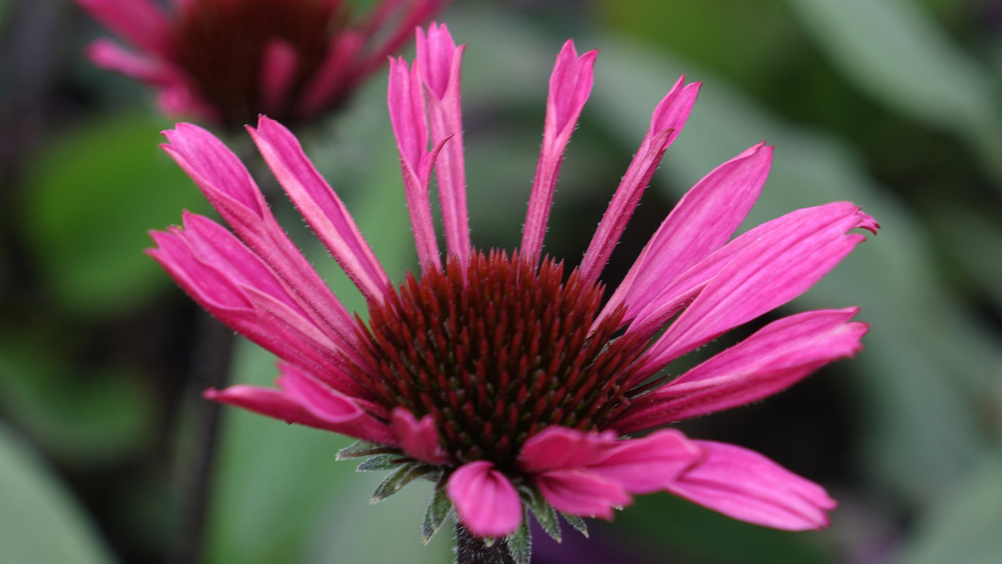 Echinacea
'Courage'®