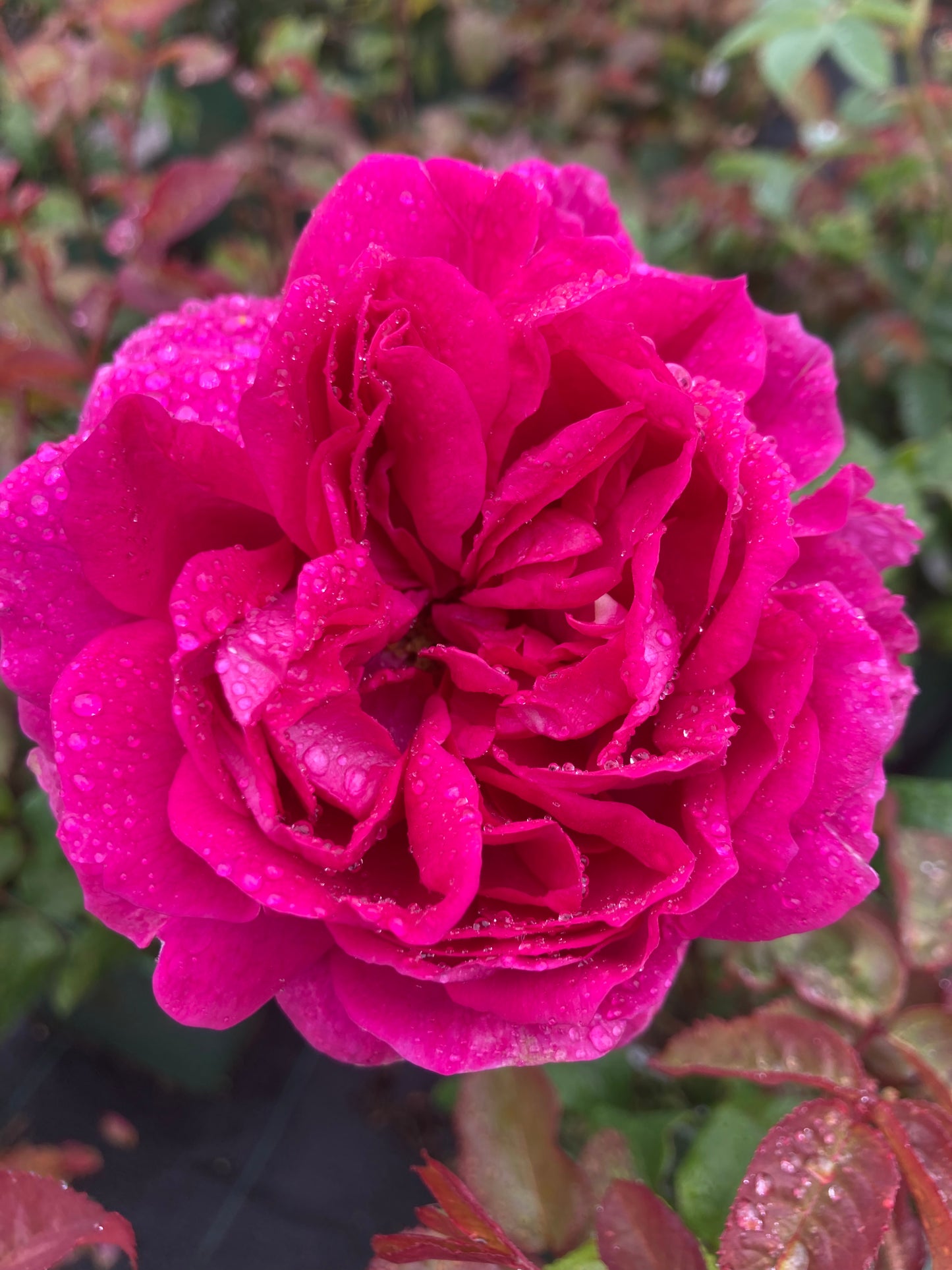 Rosa 'Young Lycidas' (Ausvibrant) David Austin Rose