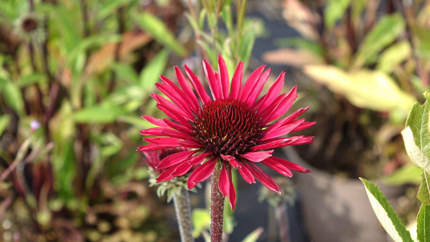 ECHINACEA
'SUNSEEKER'S
ORANGE'
