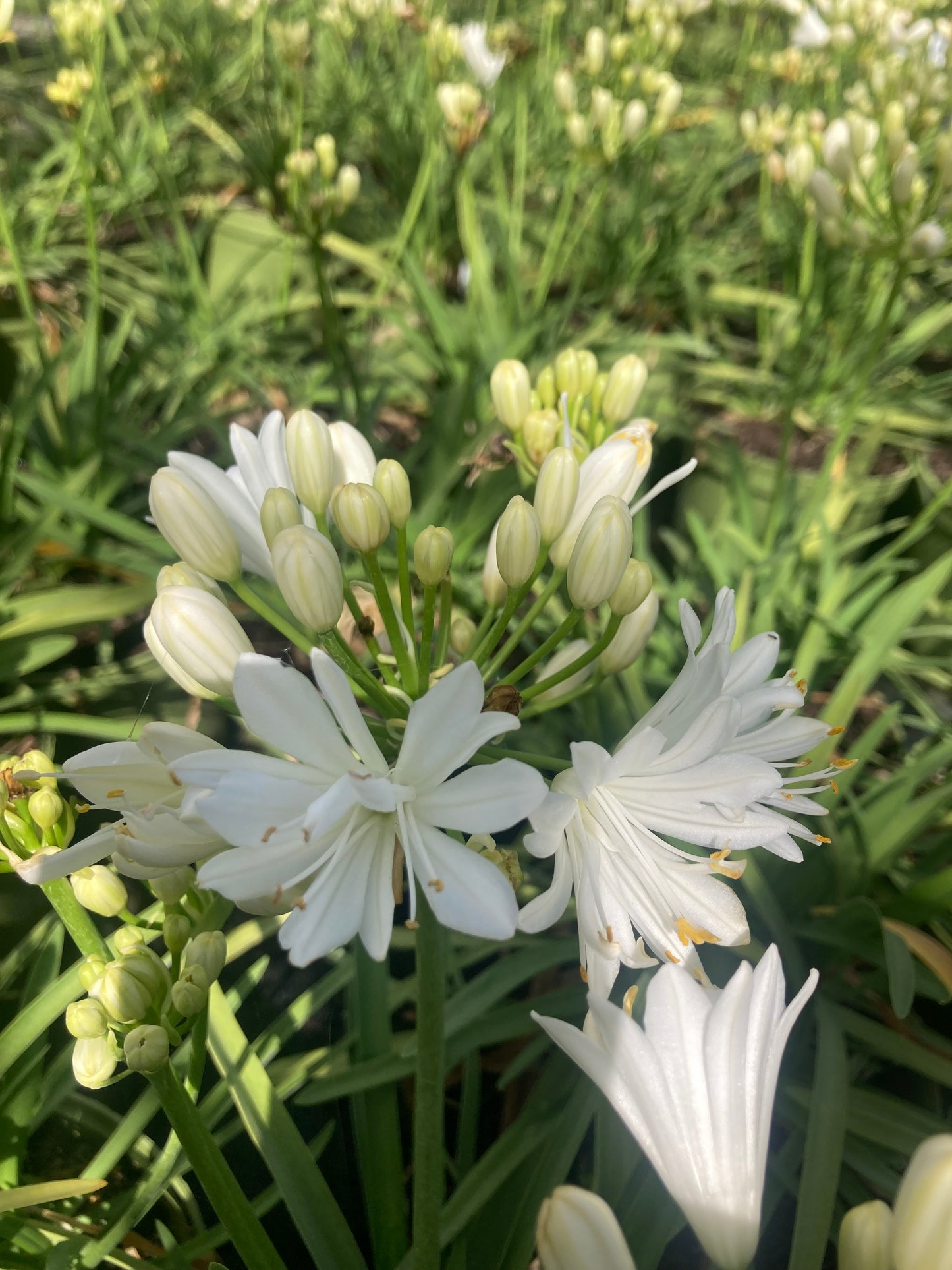 Agapanthus afric. 'Double Diamond'