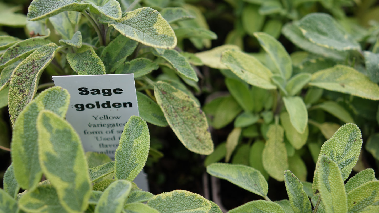 Sage Golden