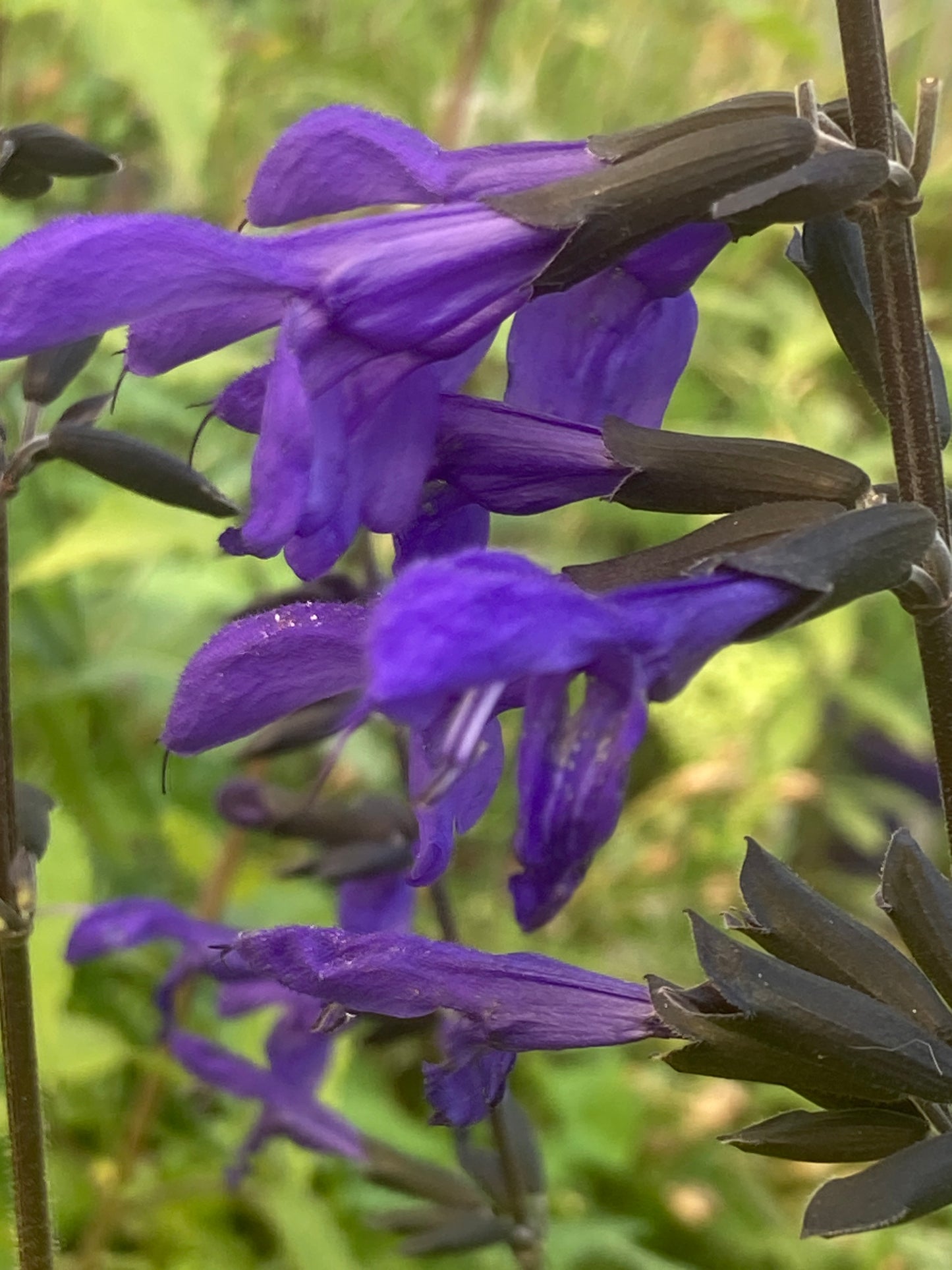 Salvia ‘Amazing Blue’